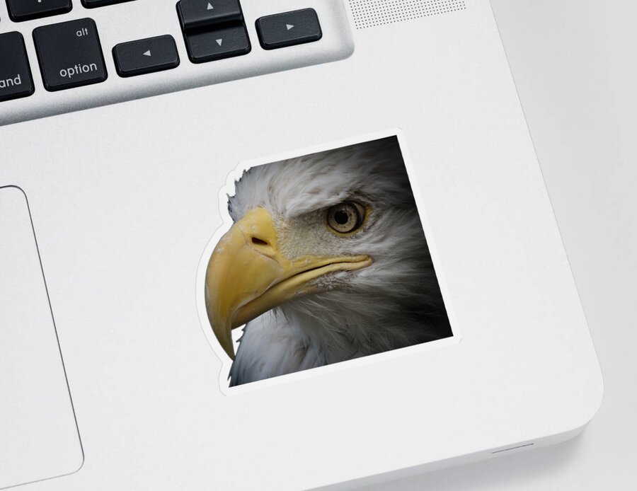 Animal Sticker featuring the photograph Bald Eagle 2 by Ernest Echols