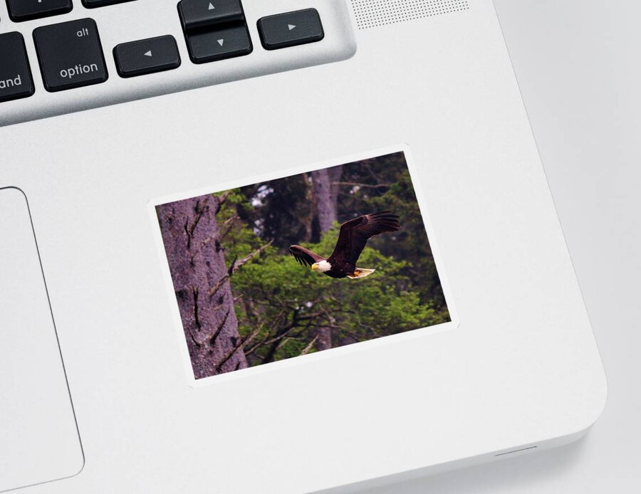 Bald Eagle Sticker featuring the photograph Bald Eagle in Flight - 7 by Christy Pooschke