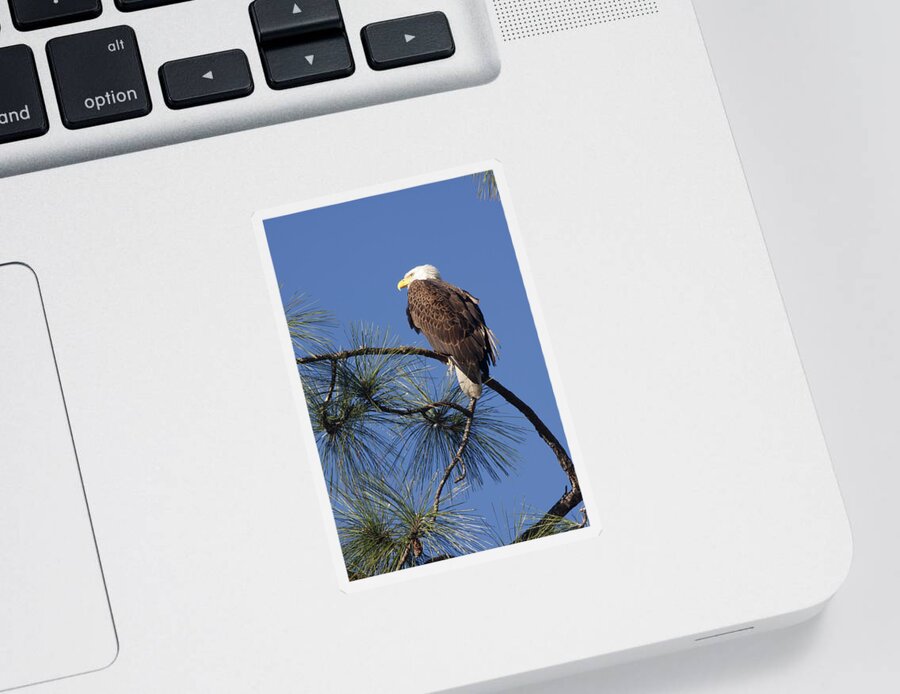 American Bald Eagle Sticker featuring the photograph Bald Eagle by Sally Weigand