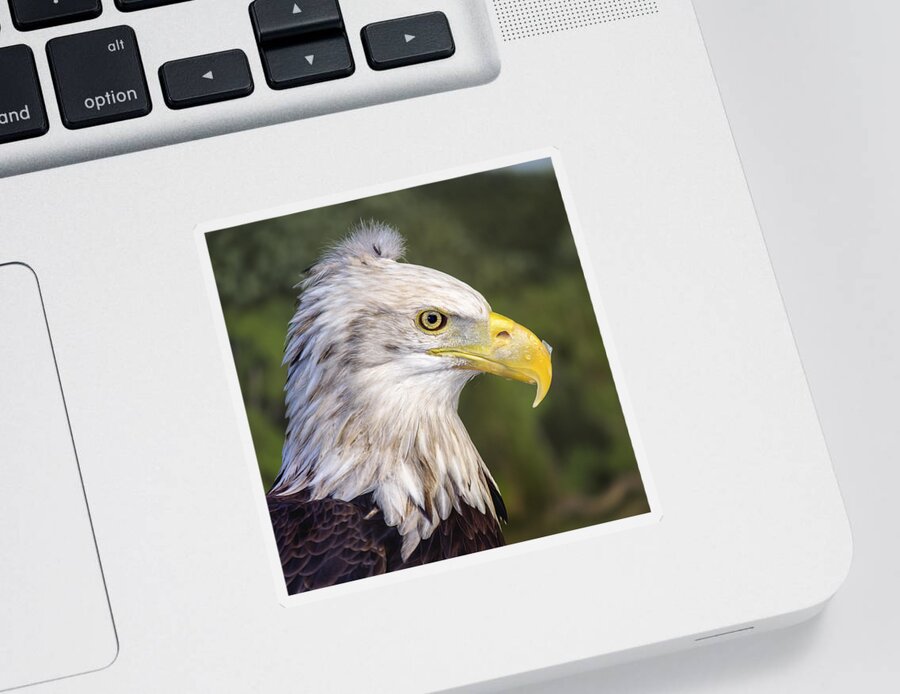 Bald Eagle Sticker featuring the photograph Baldy Needs A Comb by Bill and Linda Tiepelman