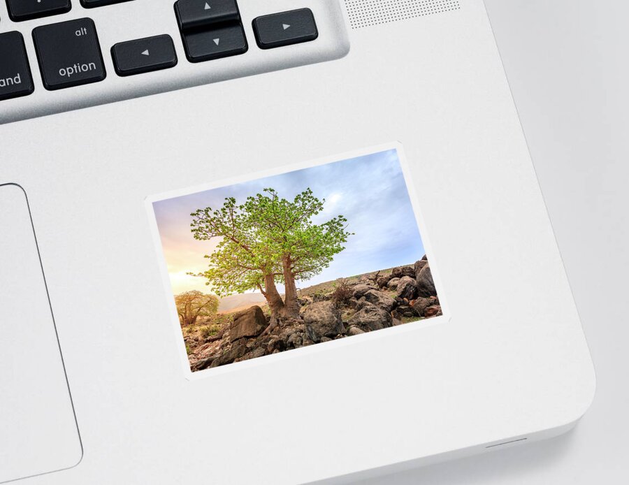 Arabian Sticker featuring the photograph Baobab tree by Alexey Stiop