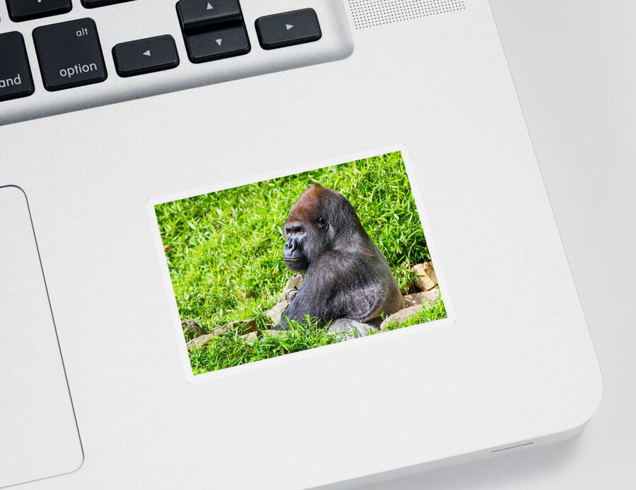 Baraka Sticker featuring the photograph Baraka - Western Lowalnd Silverback Gorilla by SR Green