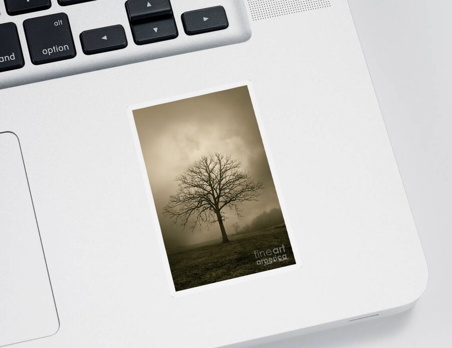 Tree Sticker featuring the photograph Bare Tree And Clouds by David Gordon