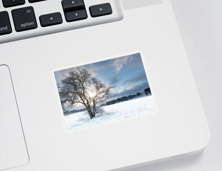 Snow Sticker featuring the photograph Bare tree in a snow field with early sunrise by Simon Bratt