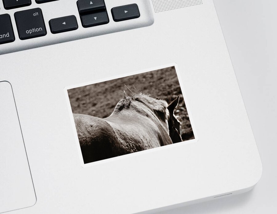 Horse Sticker featuring the photograph Bareback by Angela Rath