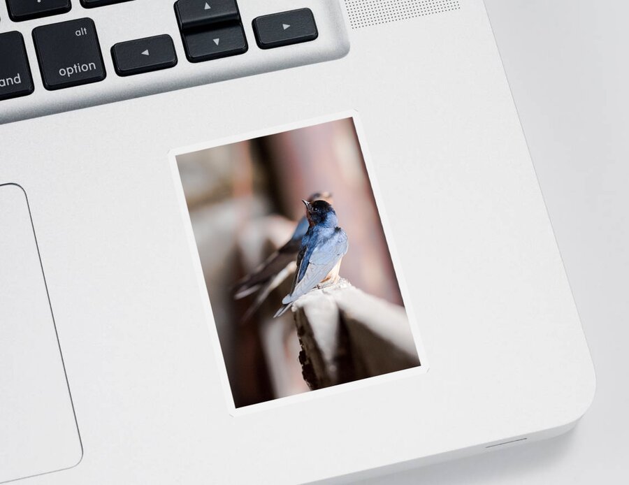 Barn Swallows Sticker featuring the photograph Barn Swallows by Holden The Moment