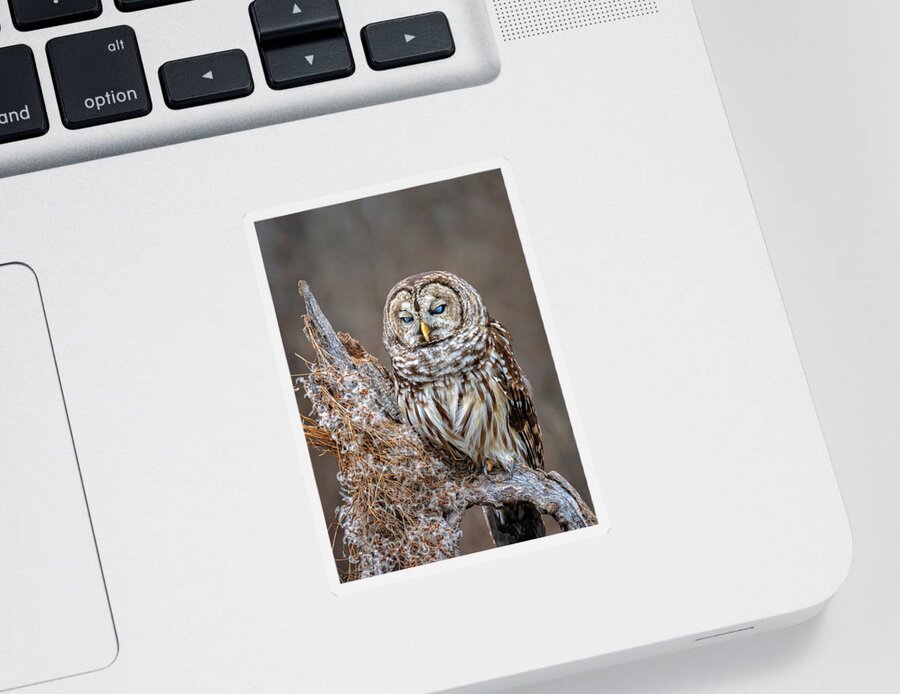 Barred Owl Sticker featuring the photograph Barred Owl Blue eyed by LeeAnn McLaneGoetz McLaneGoetzStudioLLCcom