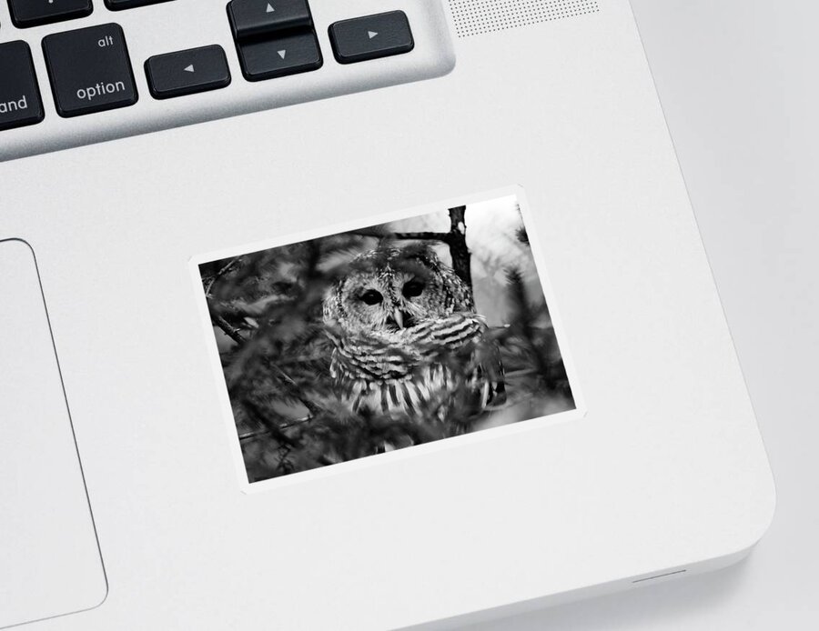Barred Owl In Thought Sticker featuring the photograph Barred Owl in Black and White by Tracy Winter