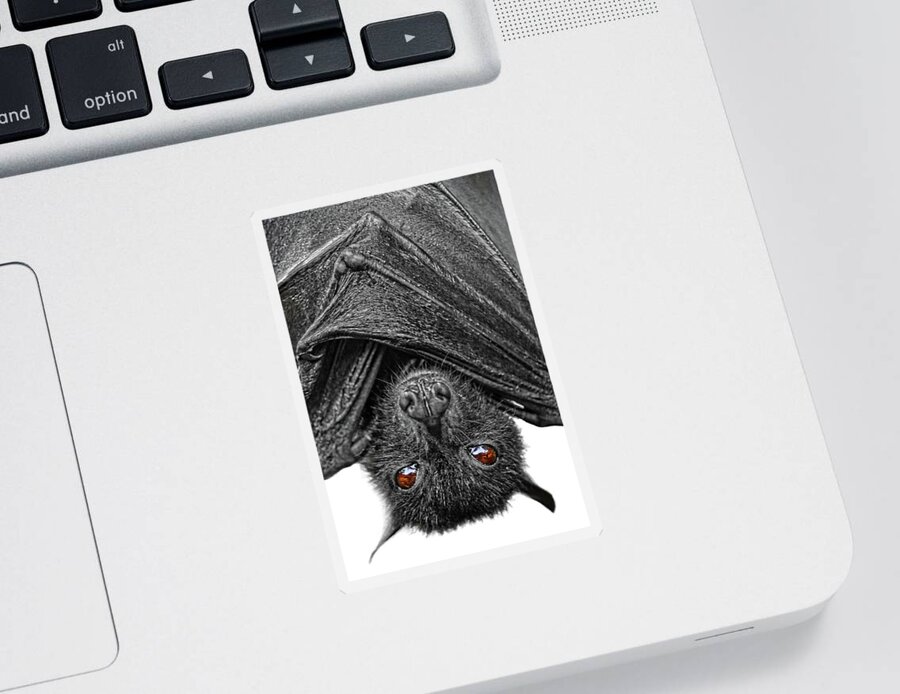 Bat Sticker featuring the photograph Be Afraid by Yhun Suarez