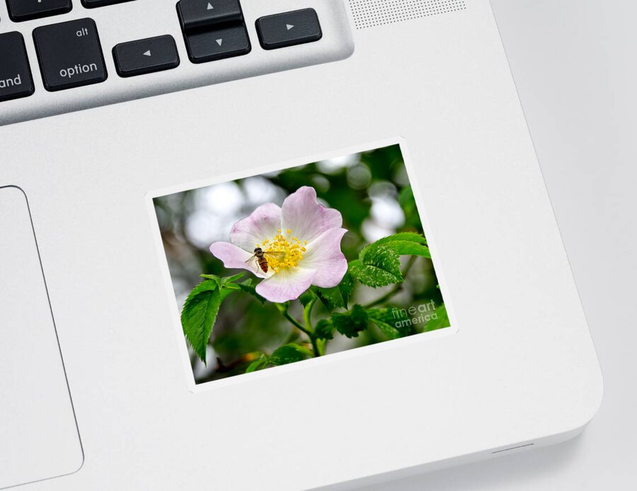 Wild Rose Sticker featuring the photograph Be my guests. by Elena Perelman