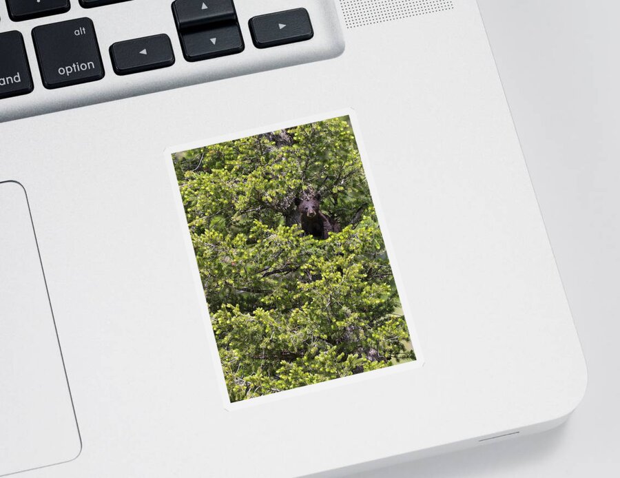 American Black Bear Sticker featuring the photograph Bear Cub in Tree by Max Waugh