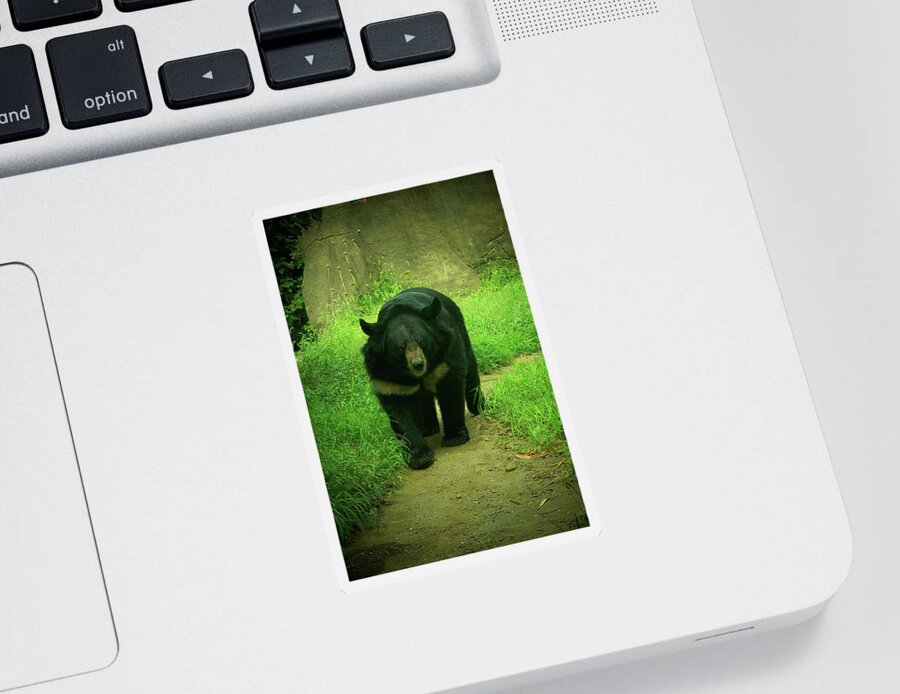 Bear Sticker featuring the photograph Bear On The Prowl by Trish Tritz