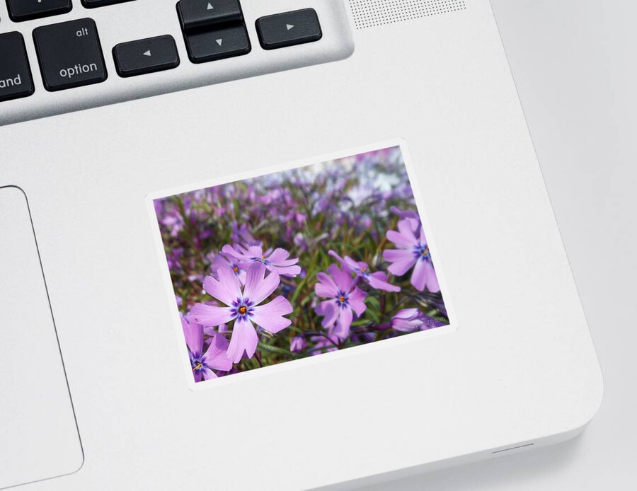 Creeping Phlox Sticker featuring the photograph Beautiful Creeping Purple Phlox by Kristin Aquariann