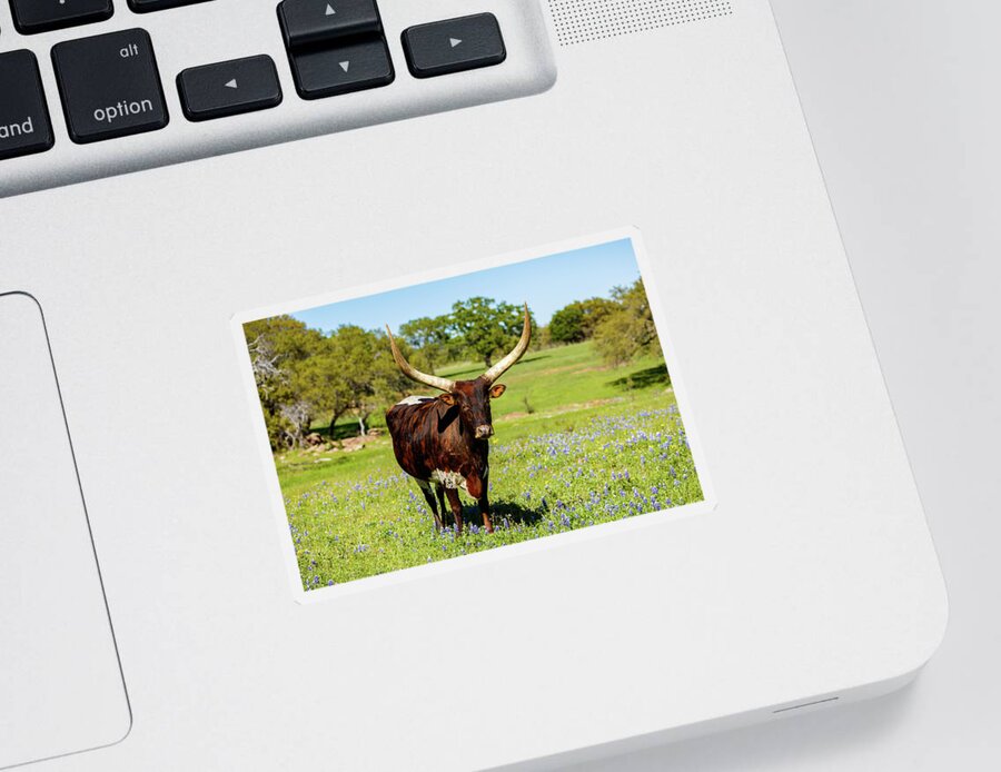 African Breed Sticker featuring the photograph Beautiful longhorn bull by Raul Rodriguez