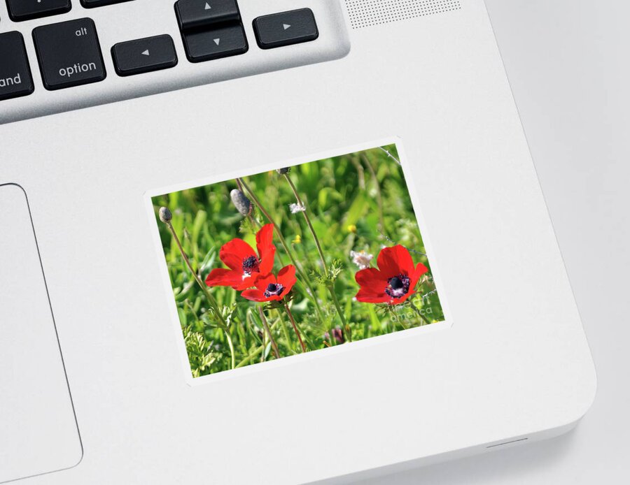 Poppy Sticker featuring the photograph Beautiful Poppies No.2 by Lydia Holly