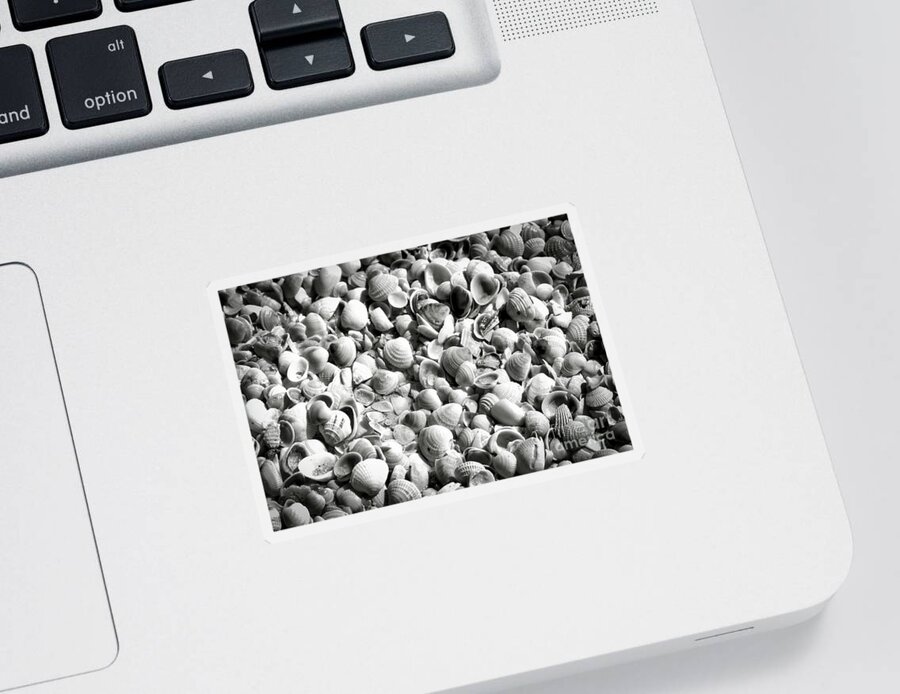 Shells Sticker featuring the photograph Beautiful Seashells Black and White by Carol Groenen