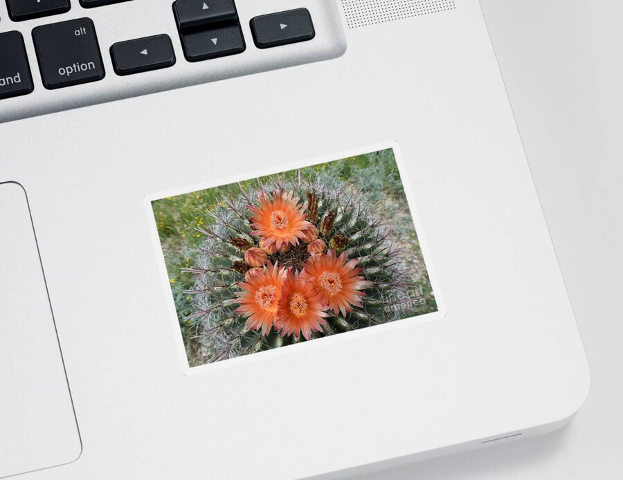 Arizona Sticker featuring the photograph Beauty Among The Thorns by Janet Marie