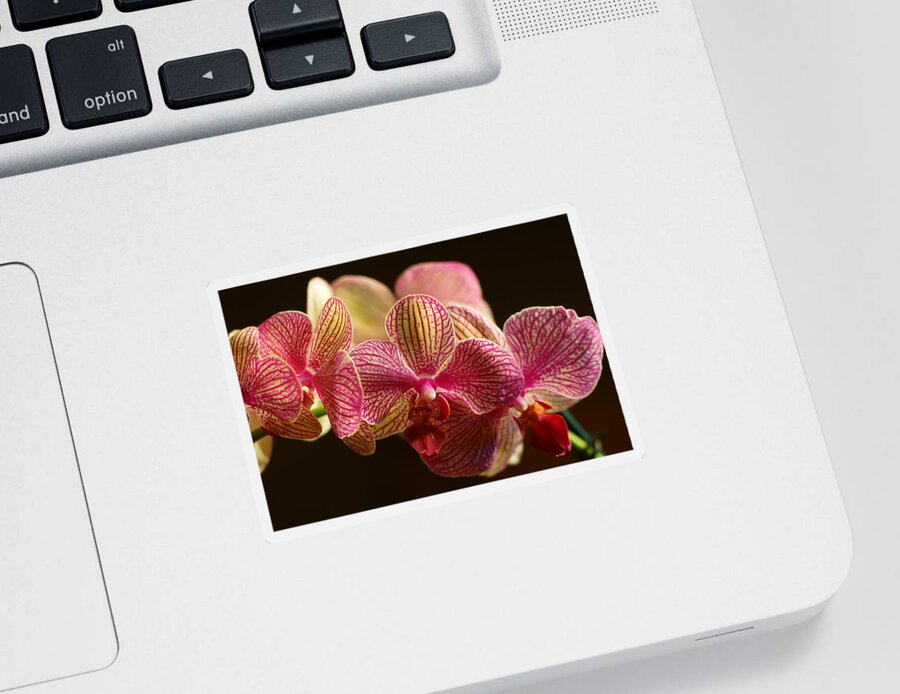 Bloom Sticker featuring the photograph Beauty up Close 3 by Dimitry Papkov