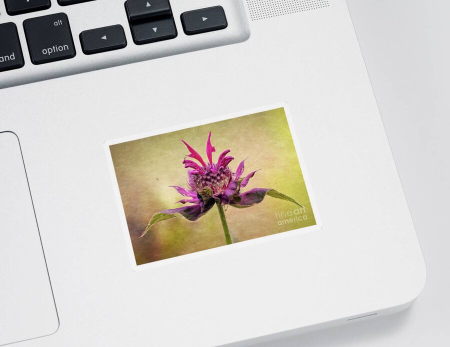 Bee Balm Sticker featuring the photograph Bee Balm with a Vintage Touch by Anita Pollak