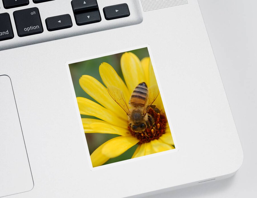 Bee Sticker featuring the photograph Bee on flower by Amy Fose