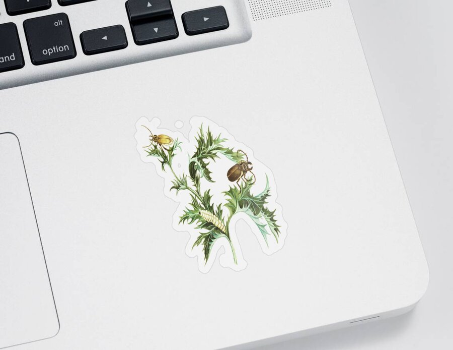 Beetles Sticker featuring the mixed media Beetles With Larvae On A Thistle by Cornelis Markee 1763 by Cornelis Markee