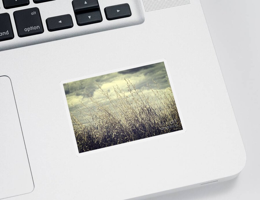 Grass Sticker featuring the photograph Before the Summer Storm by Linda Lees