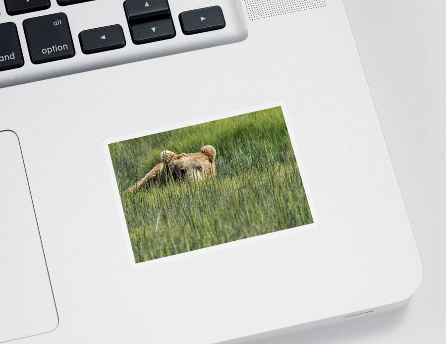 Brown Bear Sticker featuring the photograph Being Watched by a Big Brown Bear by Belinda Greb