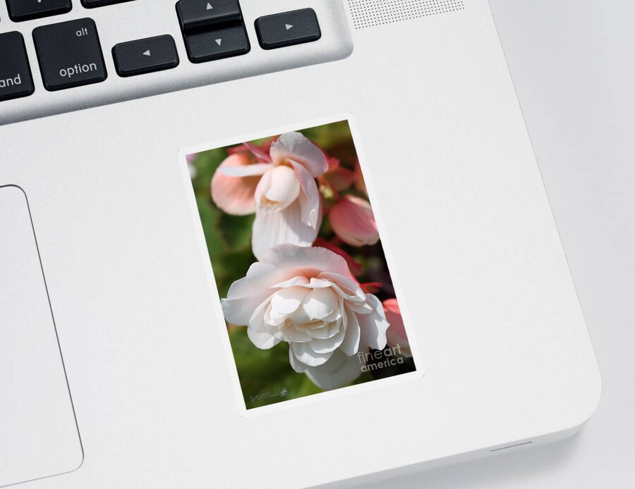 Mccombie Sticker featuring the photograph Belgian Begonia named Angelique by J McCombie