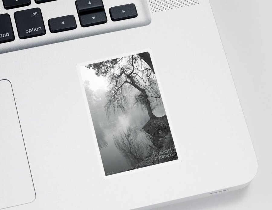 Tree Sticker featuring the photograph Bent with Gentleness and Time by Linda Lees