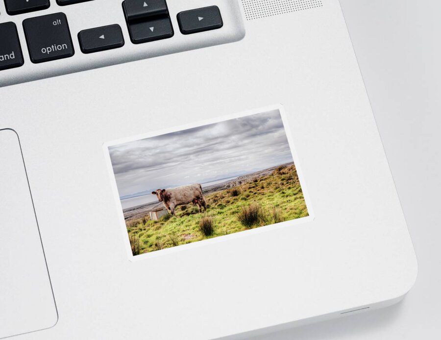 Ireland Sticker featuring the photograph Besty My Irish Cow by Natasha Bishop