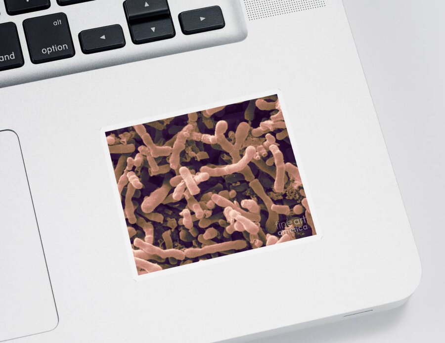 Bifidobacterium Longum Sticker featuring the photograph Bifidobacterium Longum, Sem by Scimat
