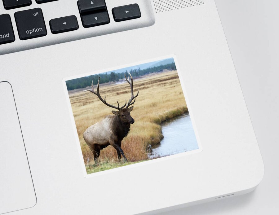 Elk Sticker featuring the photograph Big Bull Elk by Wesley Aston