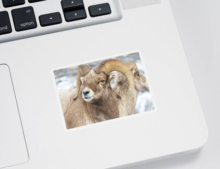 Big-horn Sheep Sticker featuring the photograph Big-Horn Competition by Yeates Photography