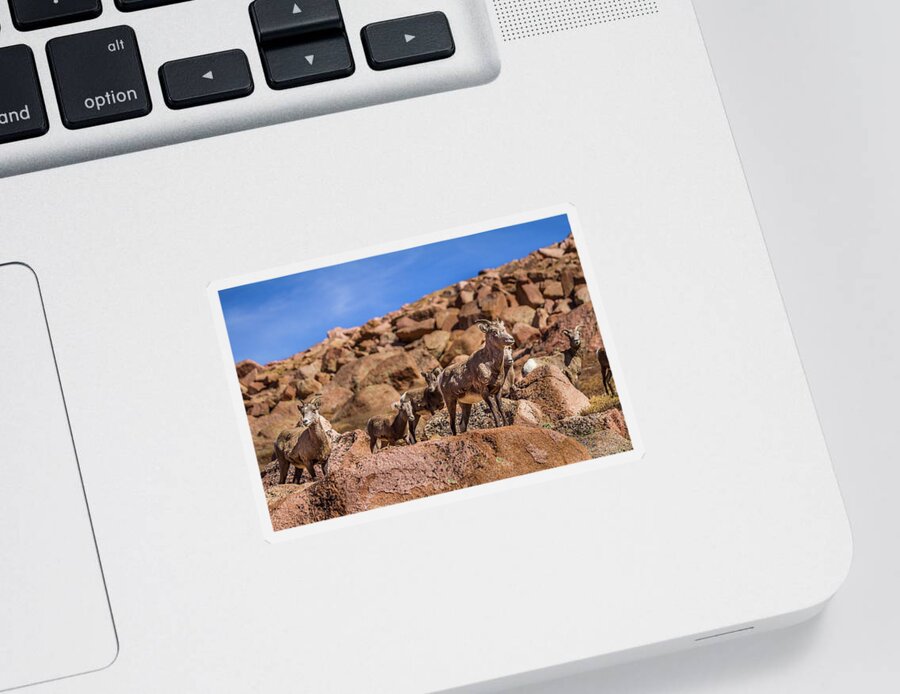 Animal Sticker featuring the photograph Big Horn Sheep by Ron Pate