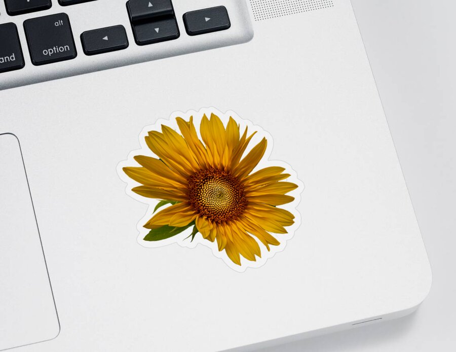 Art Sticker featuring the photograph Big Sunflower by Debra and Dave Vanderlaan