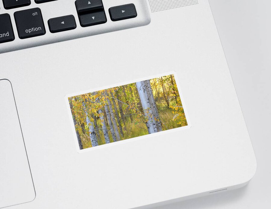 Birch Trees Sticker featuring the photograph Birch Forest by Bonnie Bruno