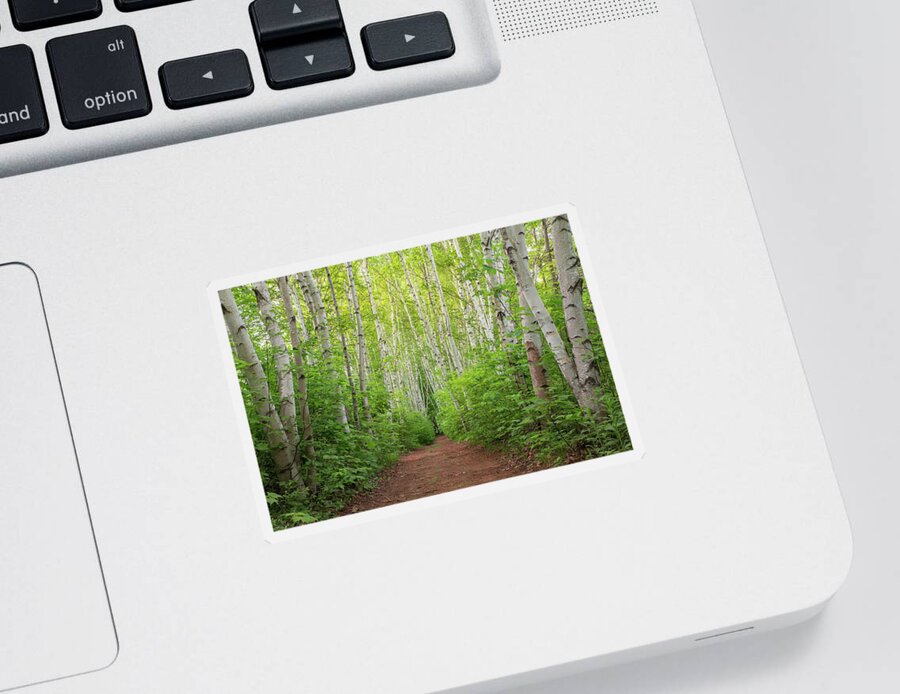 Birch Sticker featuring the photograph Birch Path Spring #3 by White Mountain Images