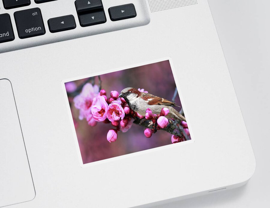 Sparrow Sticker featuring the photograph Bird and Blossoms by Vanessa Thomas