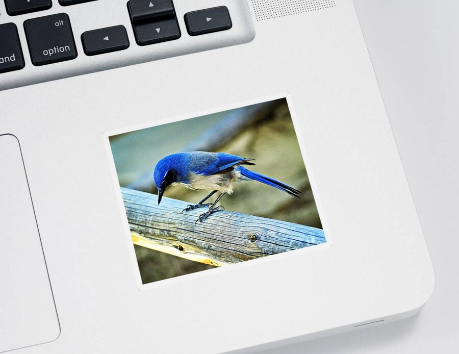 Bird Sticker featuring the photograph Bird on a Rail by Marty Koch