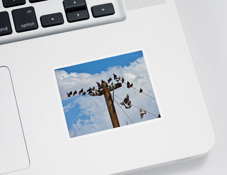 Arizona Sticker featuring the photograph Birds on a Wire by Judy Kennedy