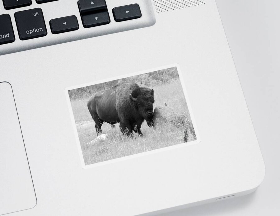 Animal Sticker featuring the photograph Bison and Buffalo by Mary Mikawoz