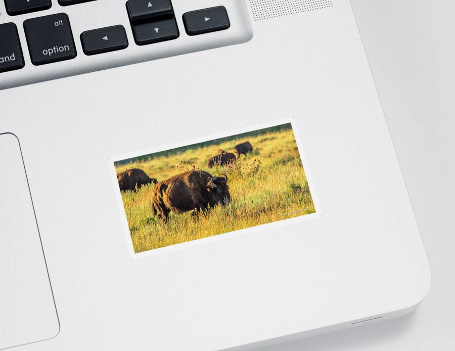 Bison Sticker featuring the photograph Bison In Autumn Gold by Yeates Photography
