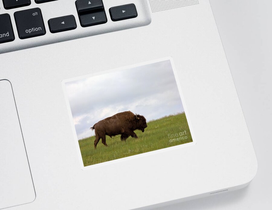 Bison Sticker featuring the photograph Bison on the American Prairie by Olivier Le Queinec