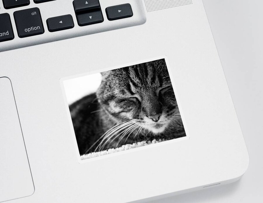 Cat Sticker featuring the photograph Black and White Cat Nap by Rachel Morrison