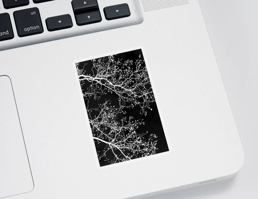 Black And White Sticker featuring the photograph Black and White Tree Art II by Christina Rollo
