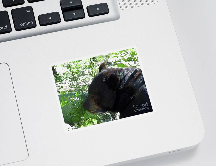 Bear Sticker featuring the photograph Black Bear Up Close by D Hackett