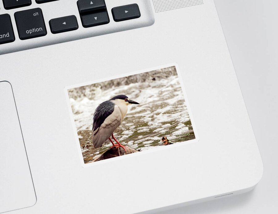 Heron Sticker featuring the photograph Black crowned night heron portrait by Sam Rino