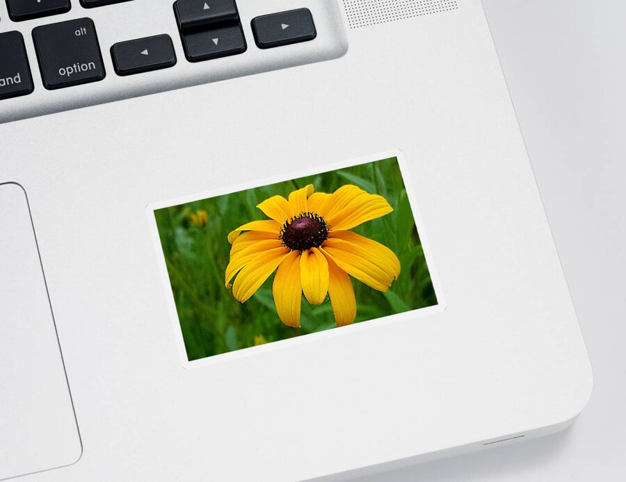 Lupins Sticker featuring the photograph Black Eyed Susan by Michael Graham
