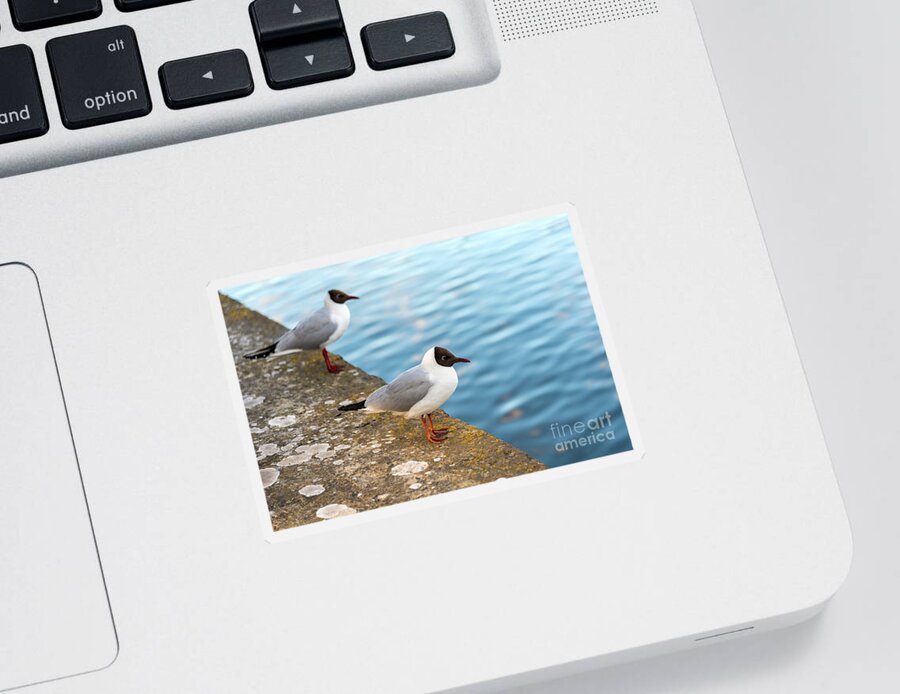 Bird Sticker featuring the photograph Black Headed Seagulls by Antony McAulay