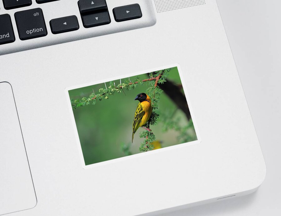 Black-headed Weaver Sticker featuring the photograph Black-headed Weaver by Tony Beck
